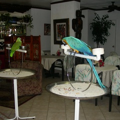 007-hotel parrots
